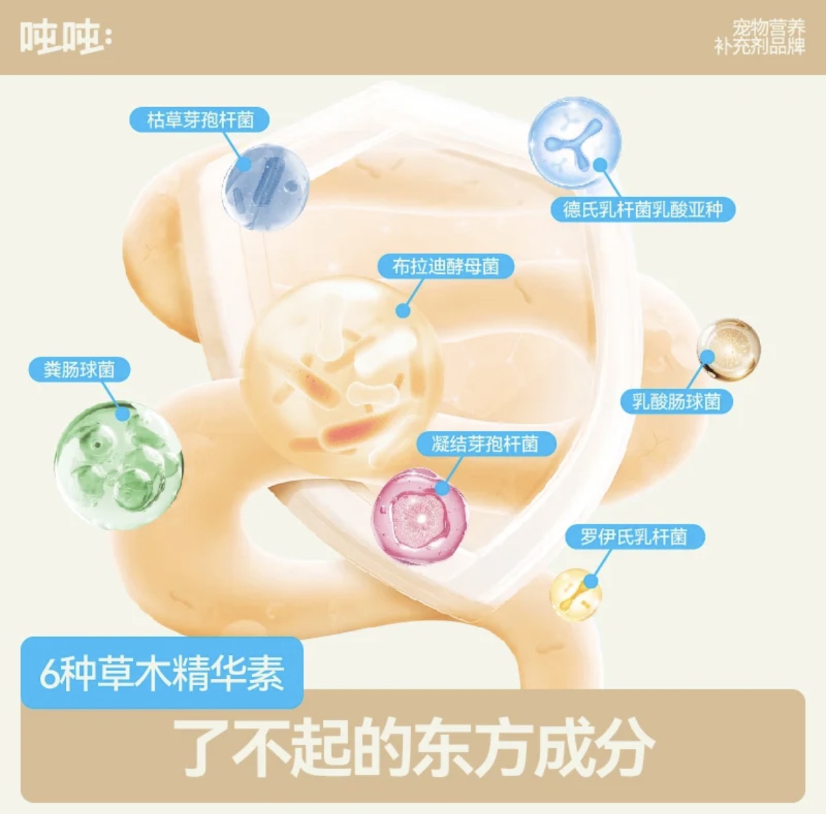 【dundun】昼夜益生菌搭档-宠物猫狗调理肠胃拉肚子软便益生菌 3
